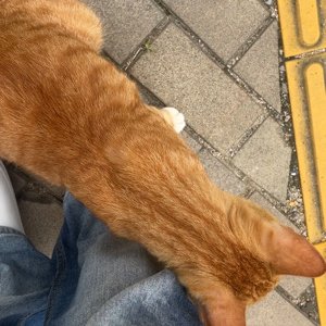 고양이 주인을 찾습니다 기타묘종 인천광역시 연수구