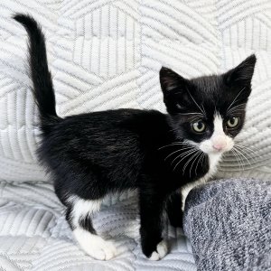 고양이 구조 기타묘종 경기도 화성시