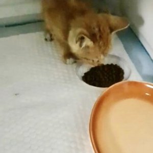 고양이 구조 브리티시쇼트헤어 대구광역시 북구