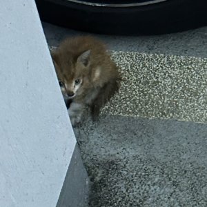 고양이 주인을 찾습니다 고양이 전단지