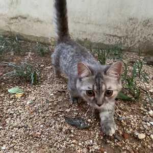 고양이를 찾습니다 고양이 전단지