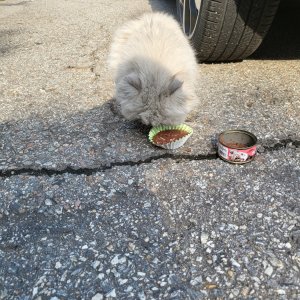 고양이 주인을 찾습니다 고양이 전단지