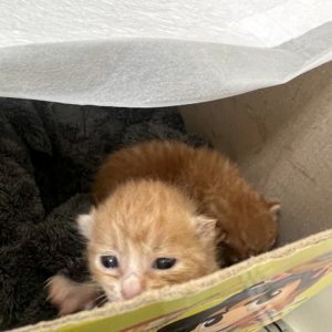 고양이 구조 코리아쇼트헤어 경상남도 창원시 진해구