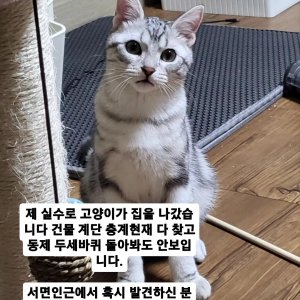 고양이 실종 아메리칸쇼트헤어 부산광역시 부산진구