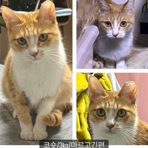 고양이 실종 코리아쇼트헤어 경상남도 창녕군