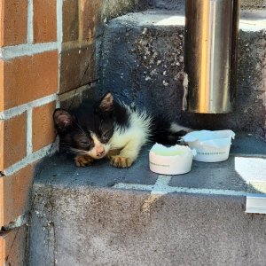 고양이 구조 기타묘종 부산광역시 수영구