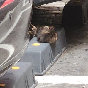 고양이 구조 기타묘종 서울특별시 중랑구
