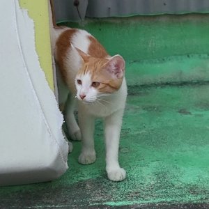 고양이 구조 기타묘종 경기도 의정부시