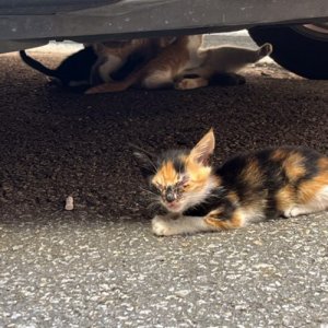 고양이 주인을 찾습니다 고양이 전단지