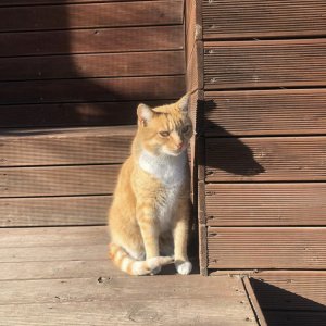 고양이 실종 코리아쇼트헤어 서울특별시 은평구