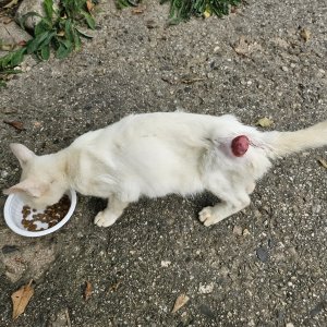 고양이 주인을 찾습니다 기타묘종 전라북도 남원시