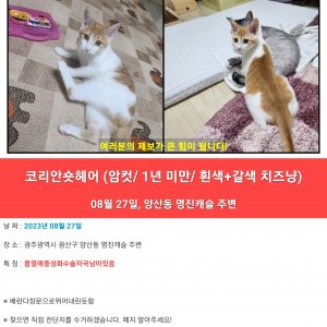 고양이를 찾습니다 고양이 전단지