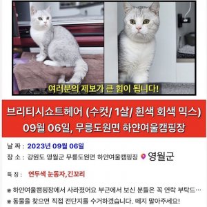 고양이를 찾습니다 브리티시쇼트헤어 강원도 영월군