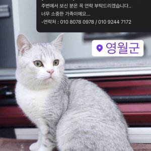 고양이를 찾습니다 브리티시쇼트헤어 강원도 영월군