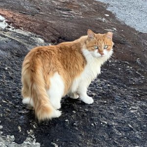 고양이 주인을 찾습니다 고양이 전단지