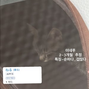 고양이 실종 기타묘종 경상남도 밀양시