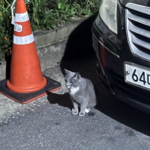 고양이 목격 기타묘종 인천광역시 미추홀구