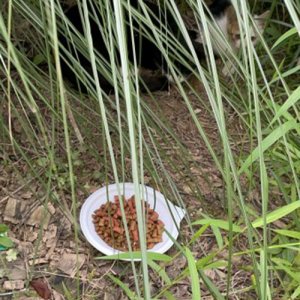 고양이 주인을 찾습니다 브리티시쇼트헤어 경기도 화성시