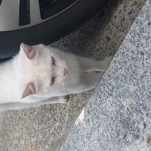 고양이 목격 기타묘종 대구광역시 서구