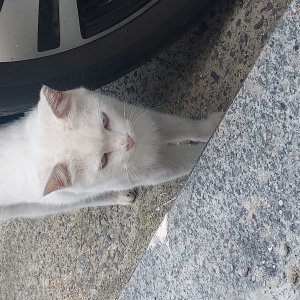 고양이 주인을 찾습니다 고양이 전단지