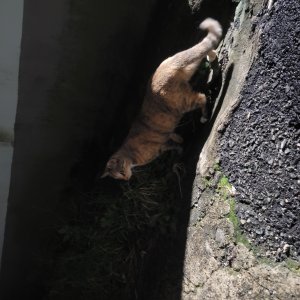 고양이 주인을 찾습니다 기타묘종 부산광역시 해운대구