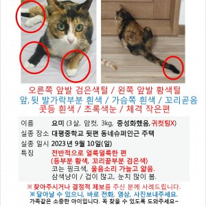 고양이 실종 코리아쇼트헤어 대구광역시 서구