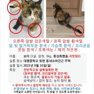 고양이를 찾습니다 고양이 전단지