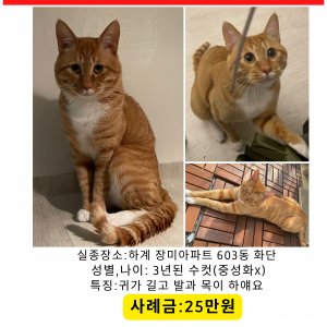 고양이를 찾습니다 코리아쇼트헤어 서울특별시 노원구