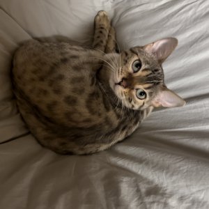 고양이를 찾습니다 벵갈캣 서울특별시 도봉구
