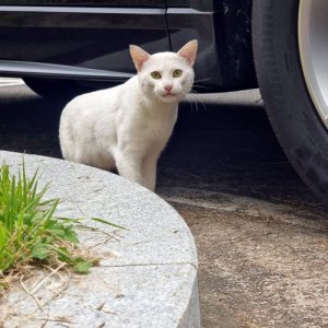 고양이 목격 기타묘종 경기도 용인시 수지구