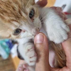 고양이 구조 코리아쇼트헤어 강원도 춘천시