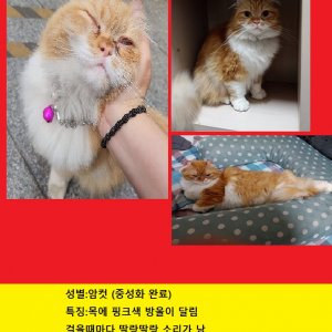 고양이를 찾습니다 고양이 전단지