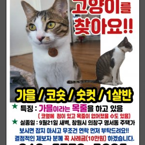 고양이 실종 코리아쇼트헤어 경상남도 창원시 의창구