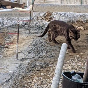 고양이 목격 벵갈캣 경기도 파주시