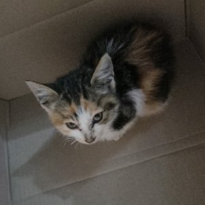 고양이 주인을 찾습니다 고양이 전단지