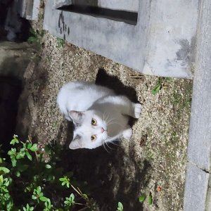 고양이 목격 기타묘종 대구광역시 중구