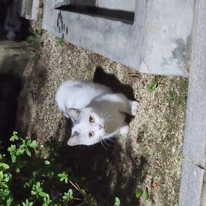 고양이 주인을 찾습니다 고양이 전단지