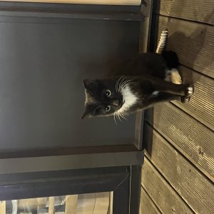 고양이 목격 기타묘종 서울특별시 송파구