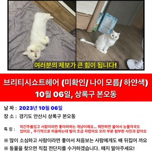 고양이를 찾습니다 고양이 전단지