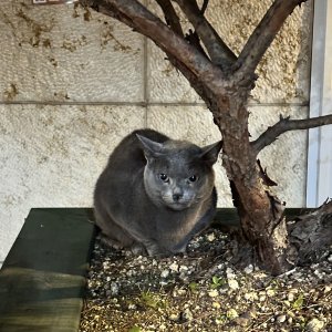 고양이 목격 러시안블루 서울특별시 용산구