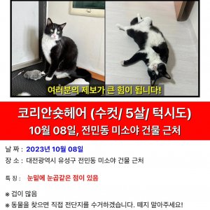 고양이 실종 코리아쇼트헤어 대전광역시 유성구