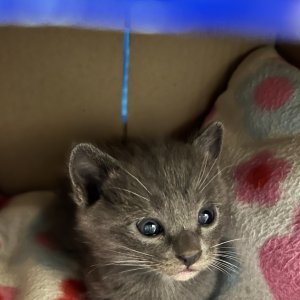 고양이 주인을 찾습니다 고양이 전단지