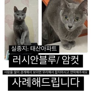 고양이를 찾습니다 고양이 전단지