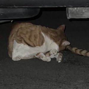 고양이 구조 코리아쇼트헤어 경상남도 의령군