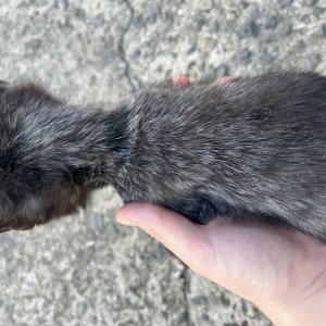 고양이 실종 기타묘종 경상남도 밀양시