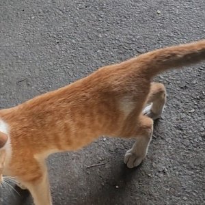 고양이 실종 코리아쇼트헤어 경기도 화성시