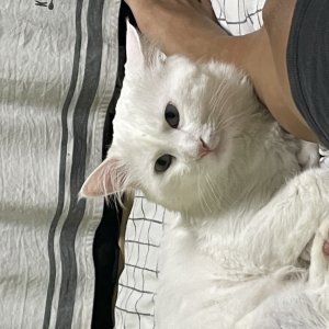 고양이를 찾습니다 고양이 전단지