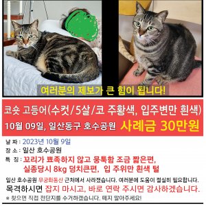 고양이를 찾습니다 코리아쇼트헤어 경기도 고양시 일산동구