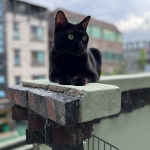 고양이를 찾습니다 코리아쇼트헤어 대구광역시 서구