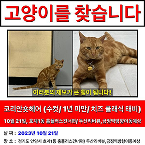 고양이 실종 코리아쇼.. 경기도 안양시 동안구
